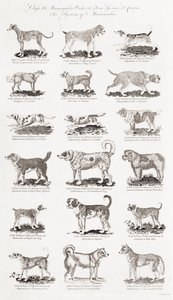 Different Breeds of Dogs